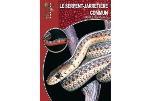 La Thamnophis sirtalis Guide Reptilmag